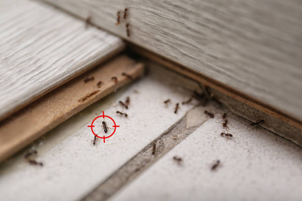 Best Bed Bug Extermination  in Spotsylnia Courthouse, VA